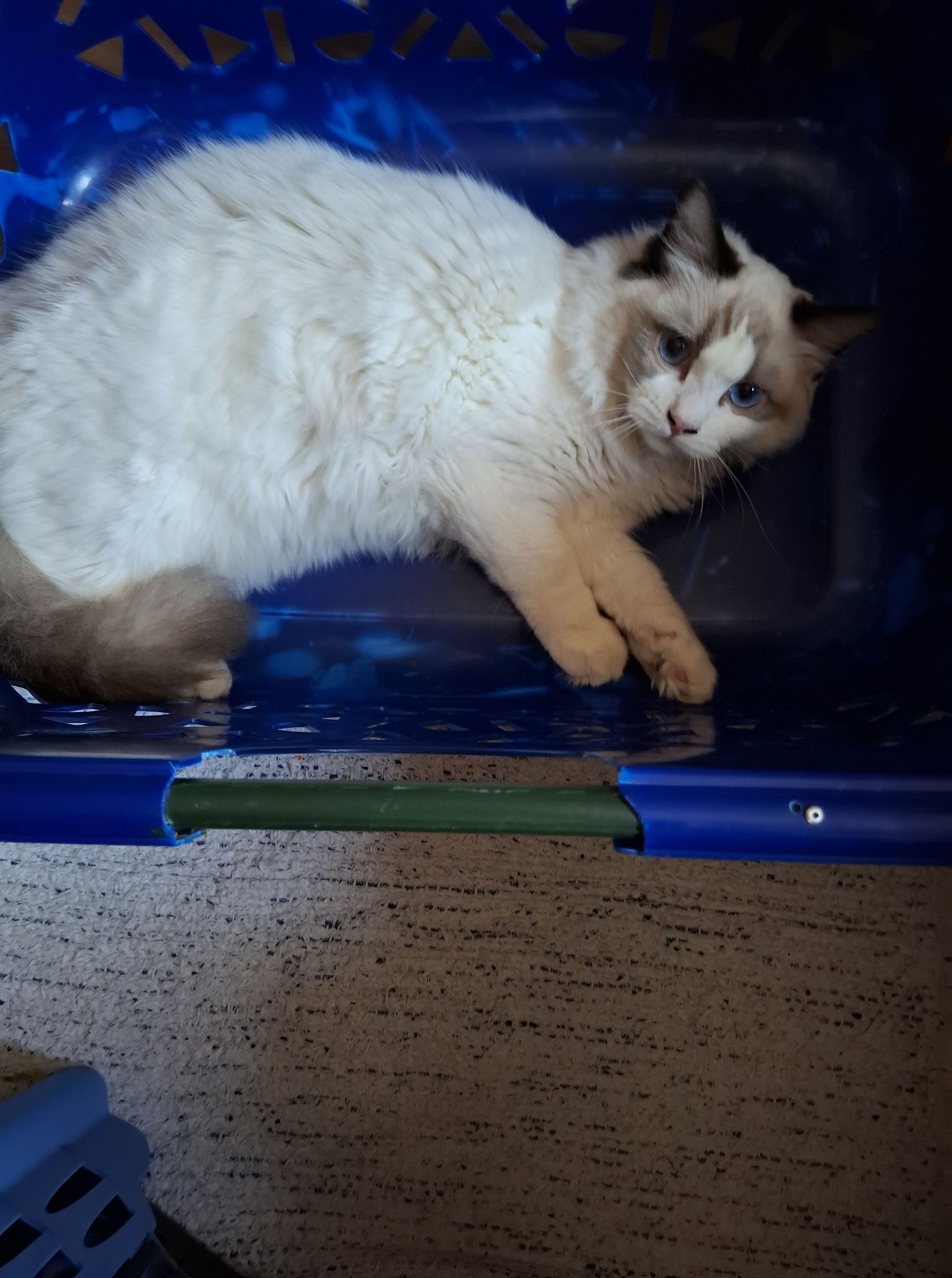 /images/Galeria/Ragdoll Rajongók Rezidenciája/36 Szilvia Stier.jpg